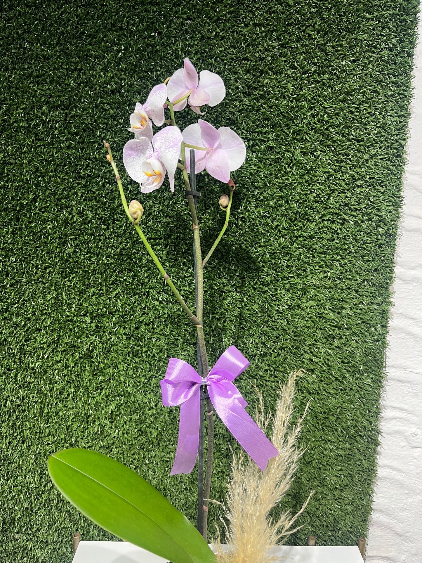 Orquídeas